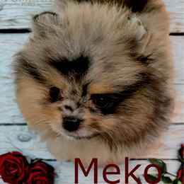 Meko - Blue merle male Pomeranian puppy in North Port, Florida from POMRITA POM’S