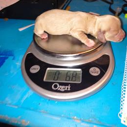 Valor - Cream male Dachshund puppy in Hollis, Oklahoma from Write Breed Doxies