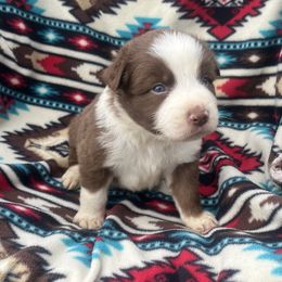 Nutmeg - Red & white male Australian Shepherd puppy in Cleveland, Tennessee from C&S Kennels