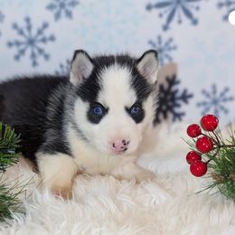 Boy 2 - Black and white male Siberian Husky puppy in Hebron, Kentucky from Glacier Run Huskies