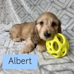 Albert - Cream Silky Wire - Pet Only - 4000 - Cream male Dachshund puppy in Pauls Valley, Oklahoma from Simply Happy Dachshunds