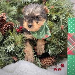 Purple Collared Female - Black and tan female Airedale Terrier puppy in Marshallville, Ohio from Anne's Pups