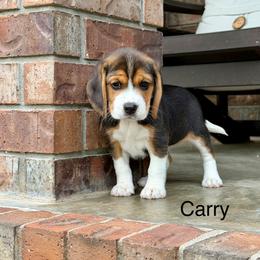 Carry - Black tan and white female Beagle puppy in Mansfield, Missouri from Rippee Creek Kennel