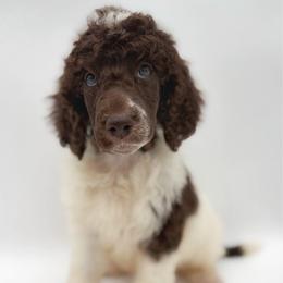 Cookie - Parti male Poodle puppy in Otto, North Carolina from Wild Suns Farm