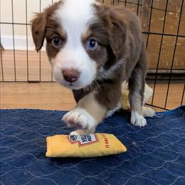 Mozzarella - Red tri-color female Australian Shepherd puppy in Pamplin, Virginia from Hope & Joy Acres