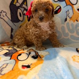 Olive - Apricot female Poodle puppy in Patterson, New York from Pixie Poodles
