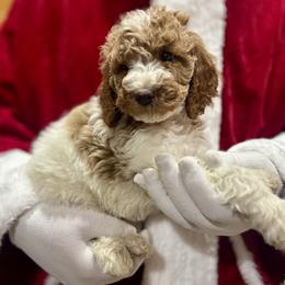 Lennox - Green Female - Parti female Goldendoodle puppy in Gilbert, Arizona from Azbernedoodlepuppies