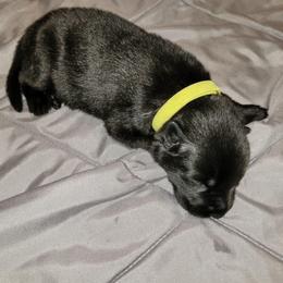 Zorro (Green male) - Black male German Shepherd puppy in Winchester, Kentucky from Del Lago Canine
