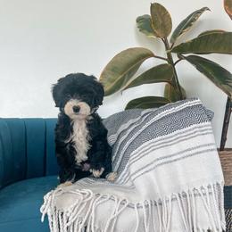 P L U M ... ( teddy bear 8-10 lb ) - Black male Goldendoodle puppy in Hooper, Utah from Anchor Dogs