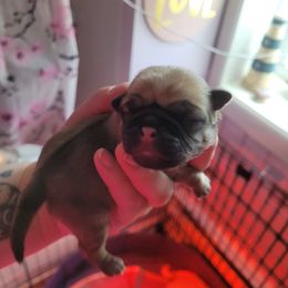 Meredith - Fawn female Pug puppy in Fitzwilliam, New Hampshire from Kayla's Pugs
