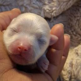 Romeo - Cream male Pomeranian puppy in Los Angeles, California from Pommies of LA