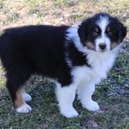 Owen - Black tri-color male Australian Shepherd puppy in Kansas, Oklahoma from Windy G Farm