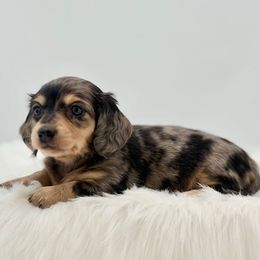 River - Dapple female Dachshund puppy in Litchfield, Illinois from Charmm Dachshunds