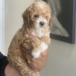 Cavapoo and Poodle Puppies from Sac-Town Poodles and Doodles