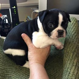 Boston Terriers from Whispering Willow Bouncing Boston Terriers