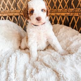 Jesse - Parti female Goldendoodle puppy in Brookville, Pennsylvania from Woodland Mountain Doodles
