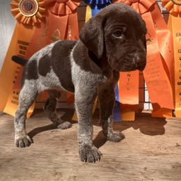 Boy 1 - German Shorthaired Pointer puppy in Buckner, Missouri from Bourbon Creek Kennels