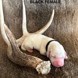 Labrador Retriever Puppies from TGO shed antler dogs