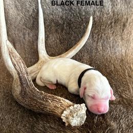 Labrador Retriever Puppies from TGO shed antler dogs