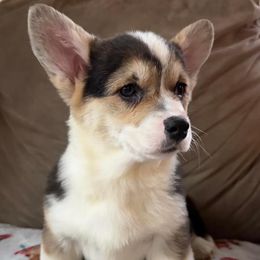 Girl 1 - Black and tan Pembroke Welsh Corgi puppy in Maine from Berry Hill Corgis