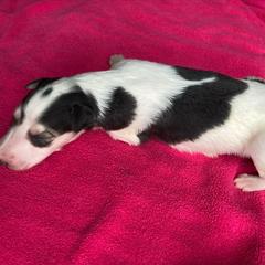 Sibylline - Sable Borzoi puppy in Boring, Oregon from Saxafrax Borzoi