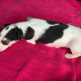 Sibylline - Sable Borzoi puppy in Boring, Oregon from Saxafrax Borzoi