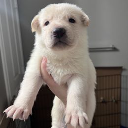 Boy 2 - White German Shepherd puppy in Austin, Texas from Vom Haus Roman