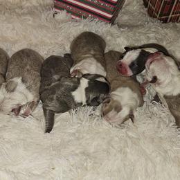 Boston Terrier Puppies from Tellier's AKC Boston Terriers Missouri