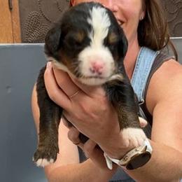 White Collar Male - Black rust and white male Bernese Mountain Dog puppy in Bristol, Tennessee from Holston Hollow Farm