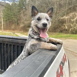 Australian Cattle Dog puppies from BoardCamp Kennels-AKC Australian Cattle Dogs