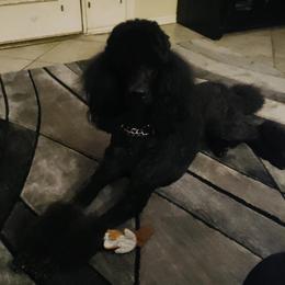 Poodles from Fame S Standard Poodles