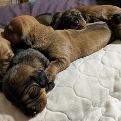 Dachshund Puppies from Riverwood Dachshunds