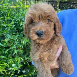 Dark Purple - Red  female Goldendoodle puppy in Indian Trail, North Carolina from Castleberry Doodles and Poodles