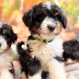 Chip - Black tri-color male Aussiedoodle puppy in Dickerson, Maryland from Pawsome Aussie Doodles and Oodles