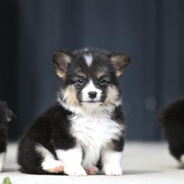 Poison - Black and tan male Pembroke Welsh Corgi puppy in Mona, Utah from Sorensen Corgis