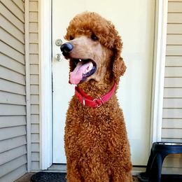 Poodles from Darlas Dark Red Standard Poodles