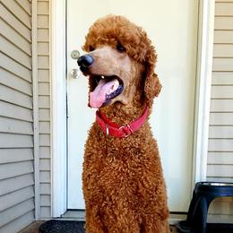 Poodles from Darlas Dark Red Standard Poodles
