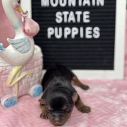Tiny Teacup Trudy - Black and gold female Yorkshire Terrier puppy in Charleston, West Virginia from Mountain State Puppies