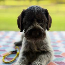 Yellow Girl - Liver and white female German Wirehaired Pointer puppy in Reddick, Florida from Afterhours German Wirehaired Pointers and Basset Fauve de Bretagne