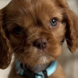 Cavalier King Charles Spaniels, Cavapoos, and Goldendoodles from By Design Doodles