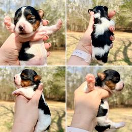 Valentina - Black tan and white female Biewer Terrier puppy in Iva, South Carolina from Petit Bijou