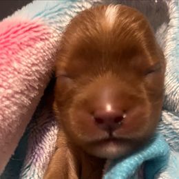 Chewbacca - Ruby male Cavalier King Charles Spaniel puppy in Queen Creek, Arizona from Andresen's Cavaliers