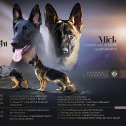 German Shepherd puppies from He Reigns