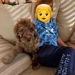 Goldendoodle Puppies from 24 Karat Doodles
