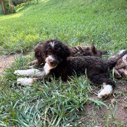 Dwayne (The Rock) - Brown and white male Aussiedoodle puppy in Chattanooga, Tennessee from Leafy Acre Mini Farm