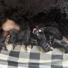 Male 3 - Black rust and white male Bernese Mountain Dog puppy in Merrill, Michigan from Happy Tails Family Farm