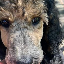 Meryl Streep - Phantom female Poodle puppy in Mount Gilead, Ohio from Cats Creek Standard Poodles
