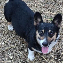 Pembroke Welsh Corgi puppies from LOYAL T K9's CORGIS