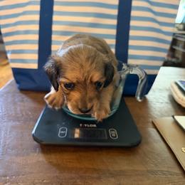 Belle - Chocolate and tan female Dachshund puppy in Madisonville, Texas from Little B’s Dachshund Farm