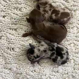 Dachshund Puppies from Golden Creek Farm